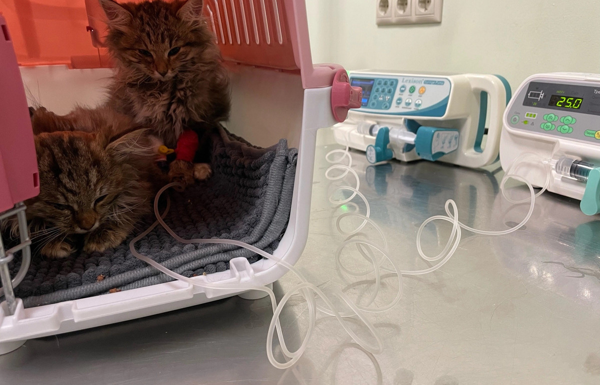 В Твери зоозащитники объявили краудпроект на два инфузомата для больных животных - новости Афанасий