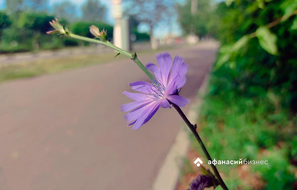 В Твери на неделе — то солнце, то дождь