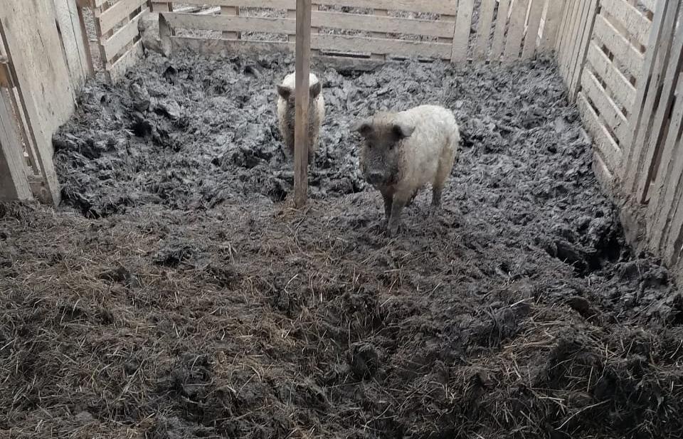 В Тверской области обнаружили ферму, где владельцы издеваются над свиньями - новости Афанасий