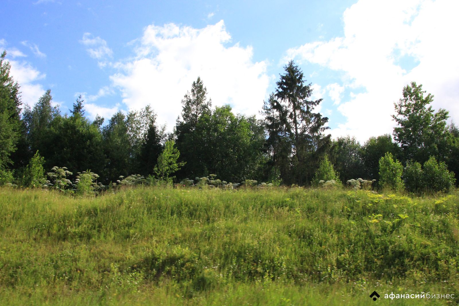 У тверского землевладельца более 100 гектаров пашни заросли борщевиком   - новости Афанасий