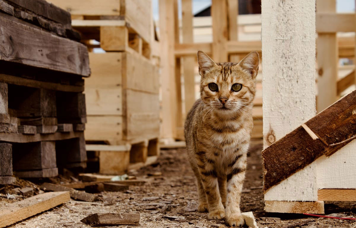 В России предложили ограничить количество животных на одной жилплощади  