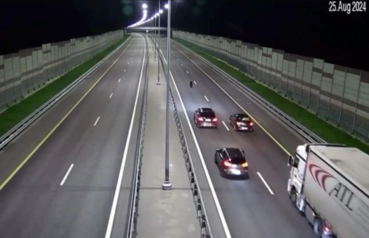 Медвежонок создал пробку на трассе М11 в Тверской области Видео: ОССП