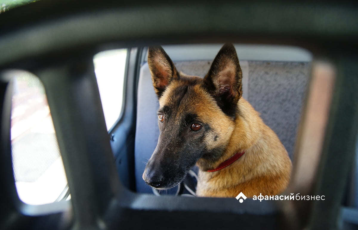 31 августа в Твери пройдет фестиваль в защиту животных Фото: Afanasy.biz