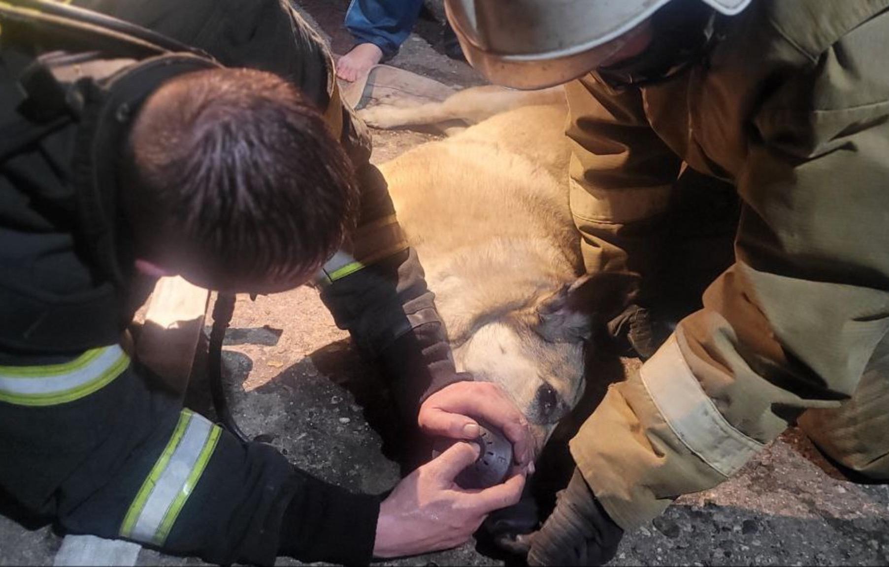 Двух женщин и собаку спасли пожарные в Удомле Тверской области - новости Афанасий