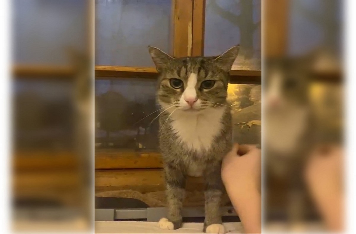 Волонтеров признали истцами по делу кота Гриши из Вышнего Волочка Фото, видео: БФ "Кусочек счастья для бездомной кошки"