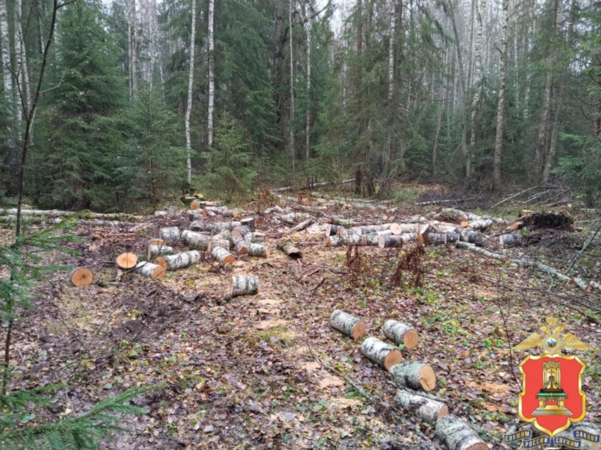 Житель Кувшиновского округа незаконно спилил деревья на 400 тысяч рублей Фото: УМВД Тверской области