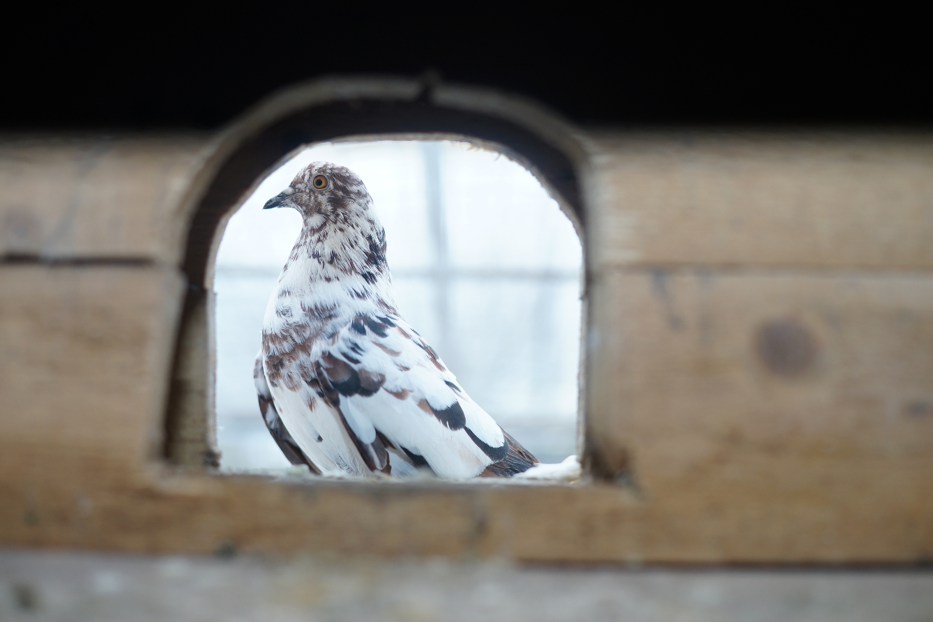 Любовь и голуби. Житель Тверской области около 40 лет разводит голубей редких пород / фоторепортаж 