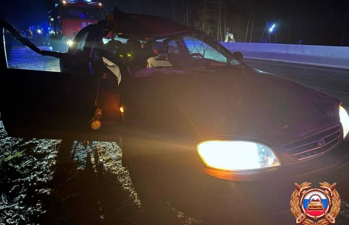 На М9 в Тверской области в ДТП с лосем пострадал человек - новости Афанасий