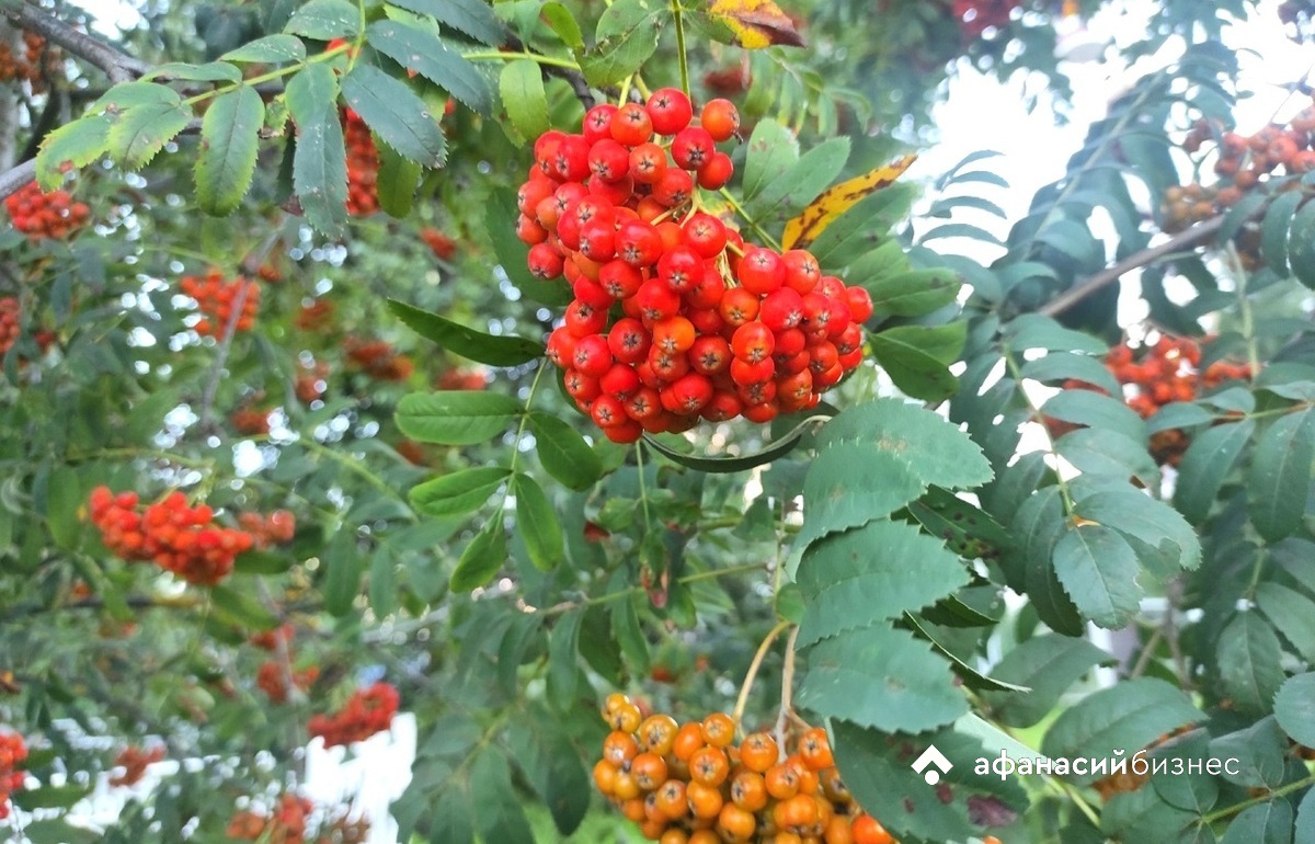 Сегодня в Твери будет пасмурно  Фото: архив Afanasy.biz