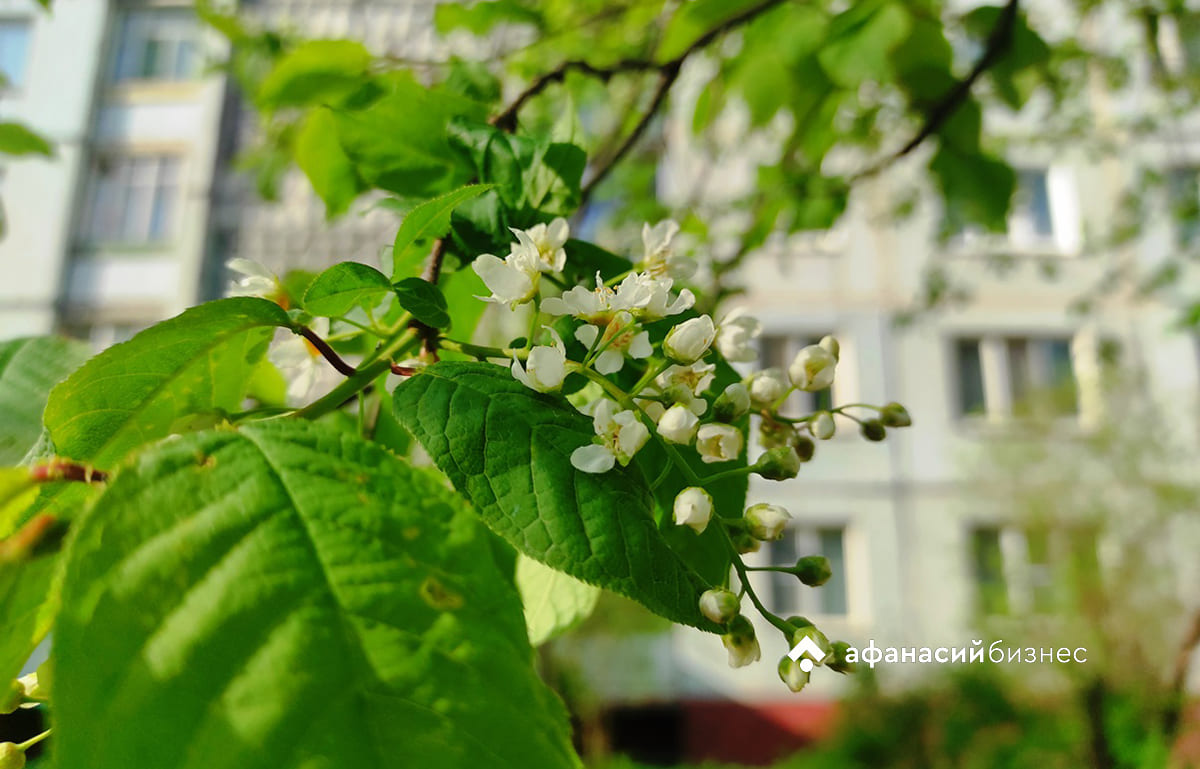 В Тверской области 2 и 3 мая прогнозируются ночные заморозки Фото: архив Afanasy.biz