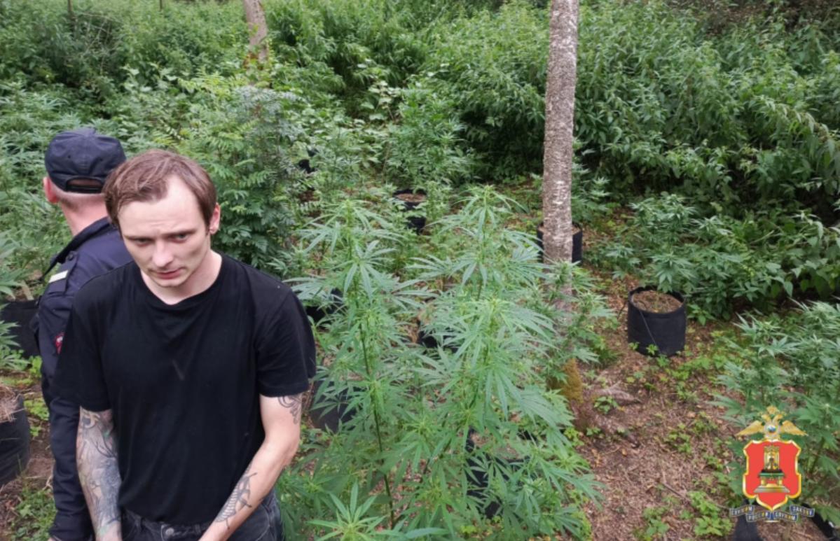 Житель Тверской области развел плантацию конопли в лесу - новости Афанасий