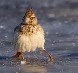 Водителей Тверской области предупредили о сильной гололедице 31 октября - новости Афанасий