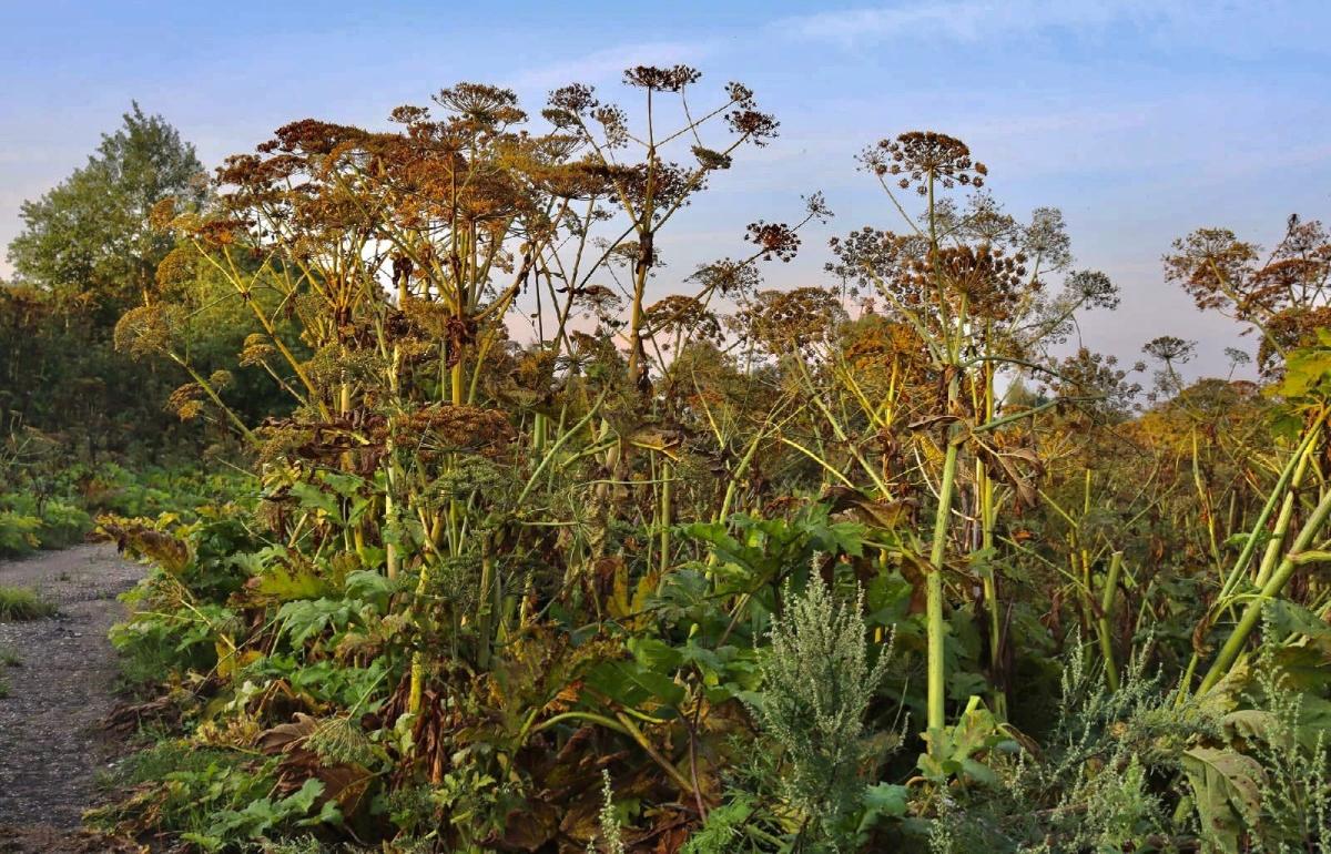 Санкции за борщевик: в Тверской области придется платить за заросли неубиваемого сорняка 