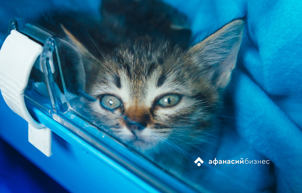 В России прошел первое чтение закон о строгом учете породистых животных Фото: Afanasy.biz