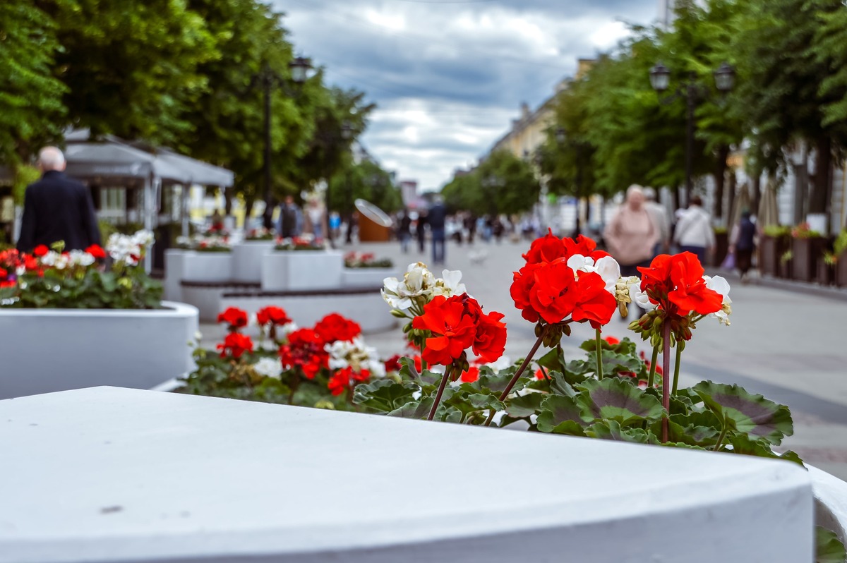 В Твери цветники занимают тысячу квадратных метров - новости Афанасий