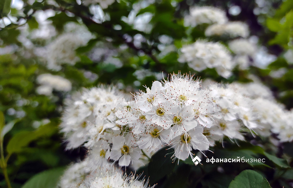 Погода в Тверской области ненадолго улучшится перед холодными майскими