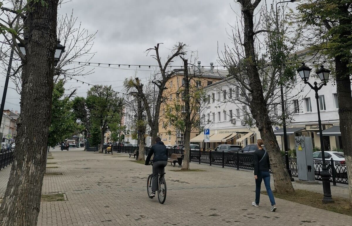 В Тверской области лесам угрожает ясеневая изумрудная златка Фото: Россельхознадзор