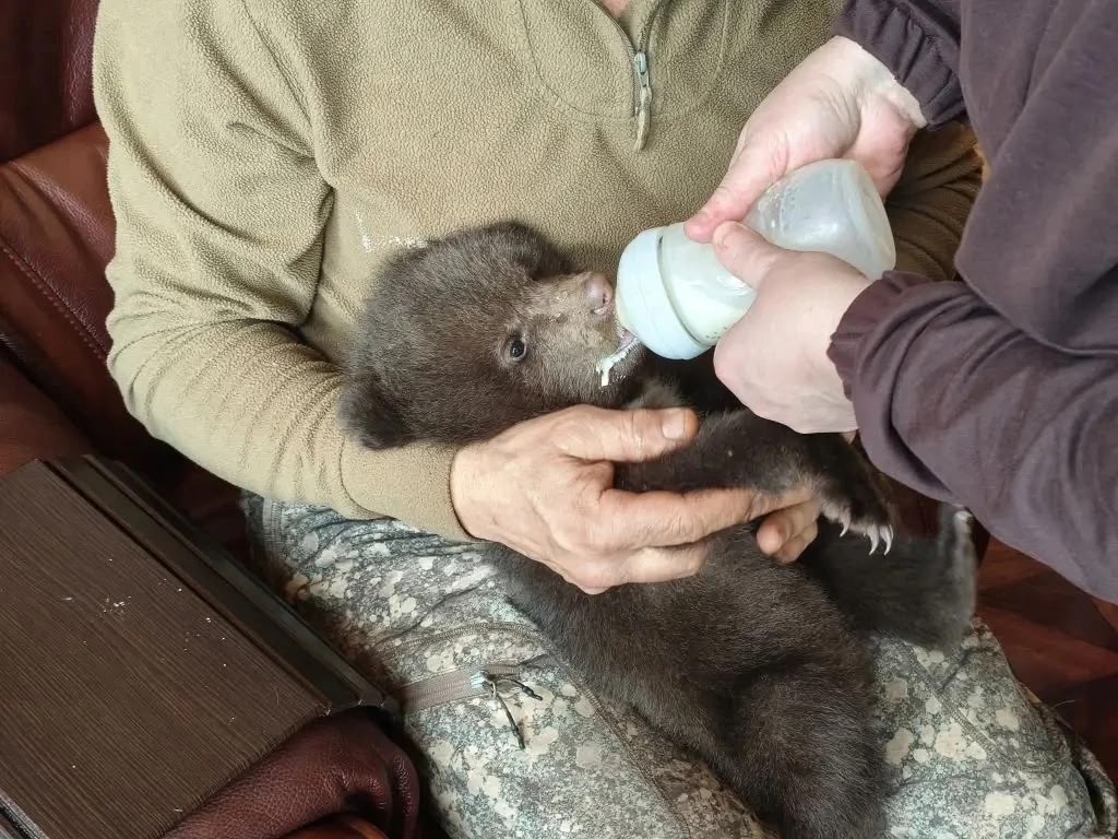 В Тверскую область из-под Вологды везут двух спасенных медвежат Фото: Главохота Вологодской области