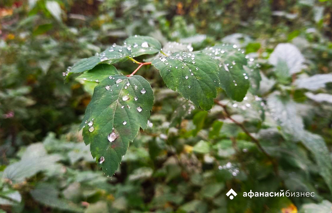 В Тверскую область скоро придут ливни и грозы Фото: архив Afanasy.biz