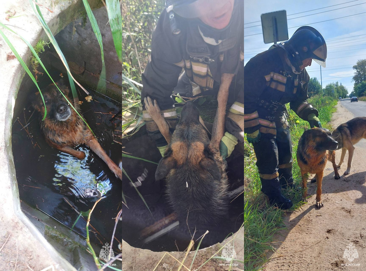 Спасатели МЧС в Кимрах достали из колодца тонувшую собаку Фото: ГУ МЧС России по Тверской области