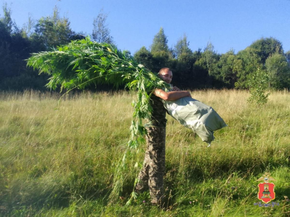 На заброшенной ферме в Тверской области нашли плантацию конопли Фото: УМВД Тверской области