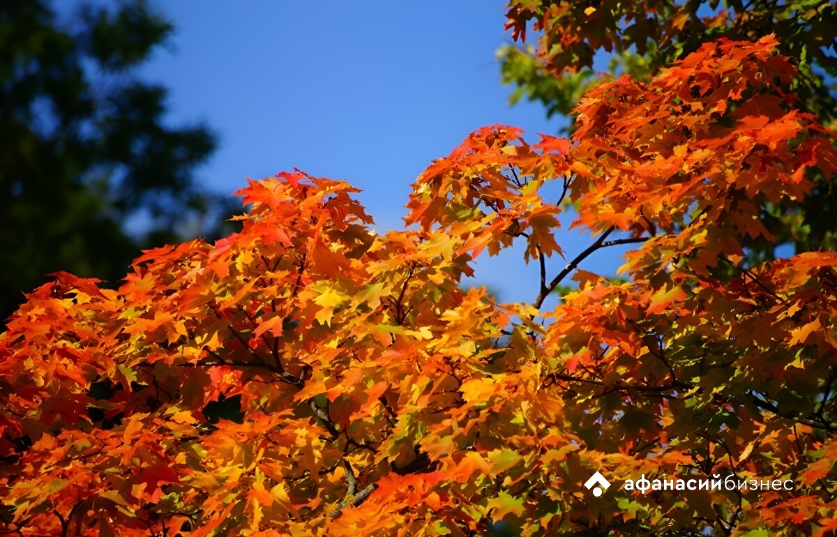 Осенины. Погода в Твери сегодня хорошая для прогулок на природе