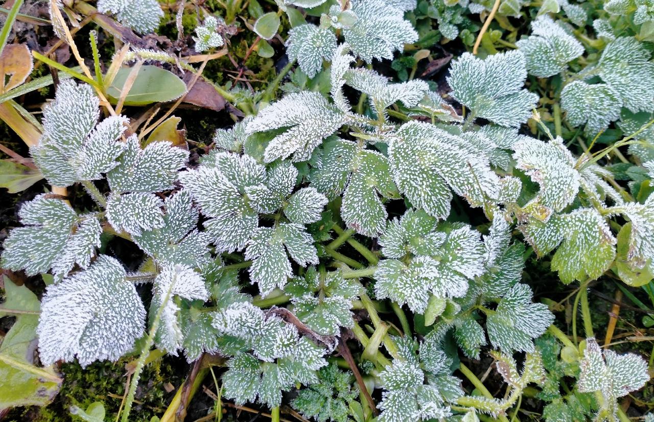 Минувшей ночью самым холодным городом в Тверской области стало Бологое Фото: Александра Милеева, Тверь
