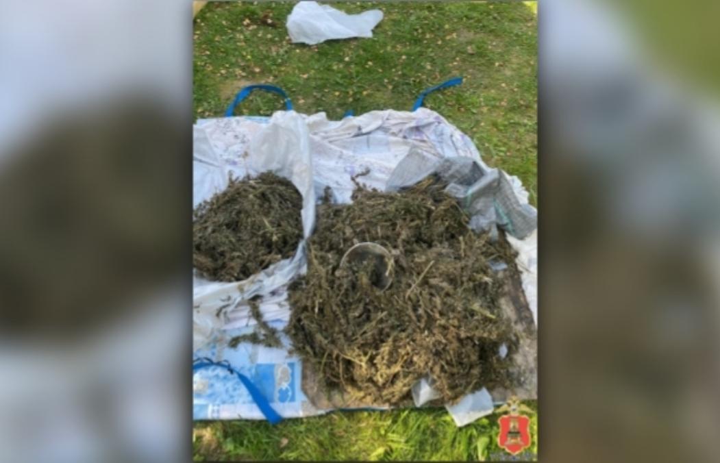 Сбор дикорастущего растения дорого обошелся жителю Зубцовского округа - новости Афанасий