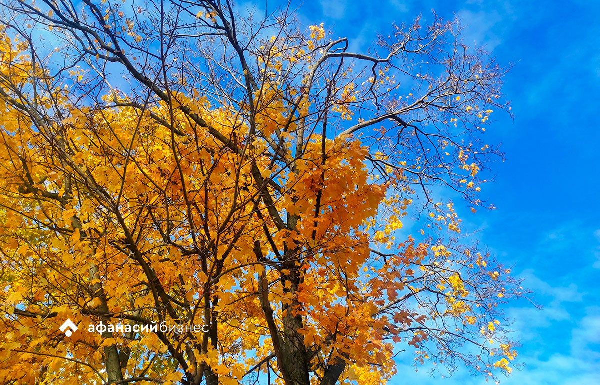 В Тверской области по ночам прогнозируют до -5