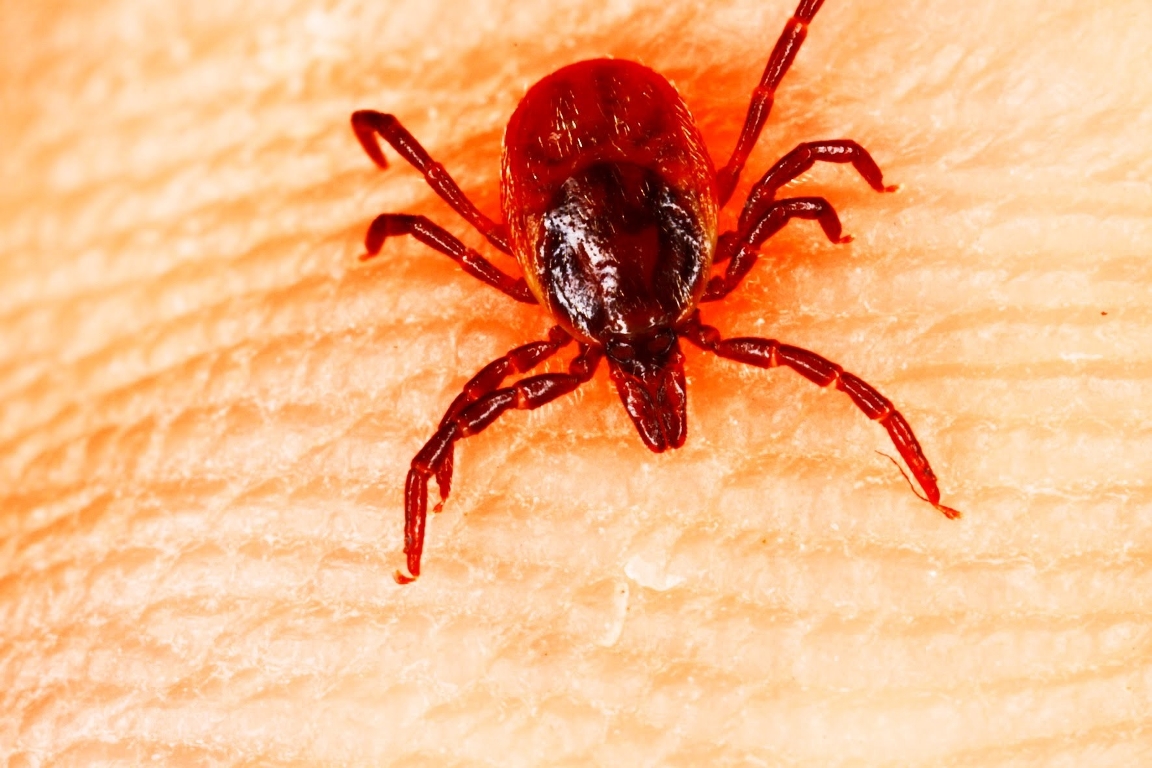 В Тверской области зарегистрирован первый укушенный клещами Фото: piqsels.com