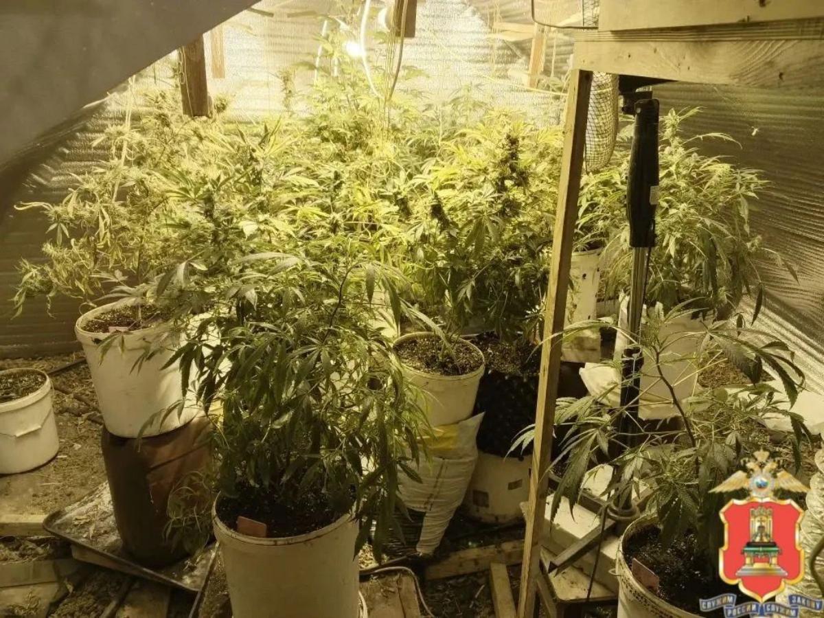 Житель Тверской области вырастил на чердаке 83 куста конопли Фото: УМВД Тверской области
