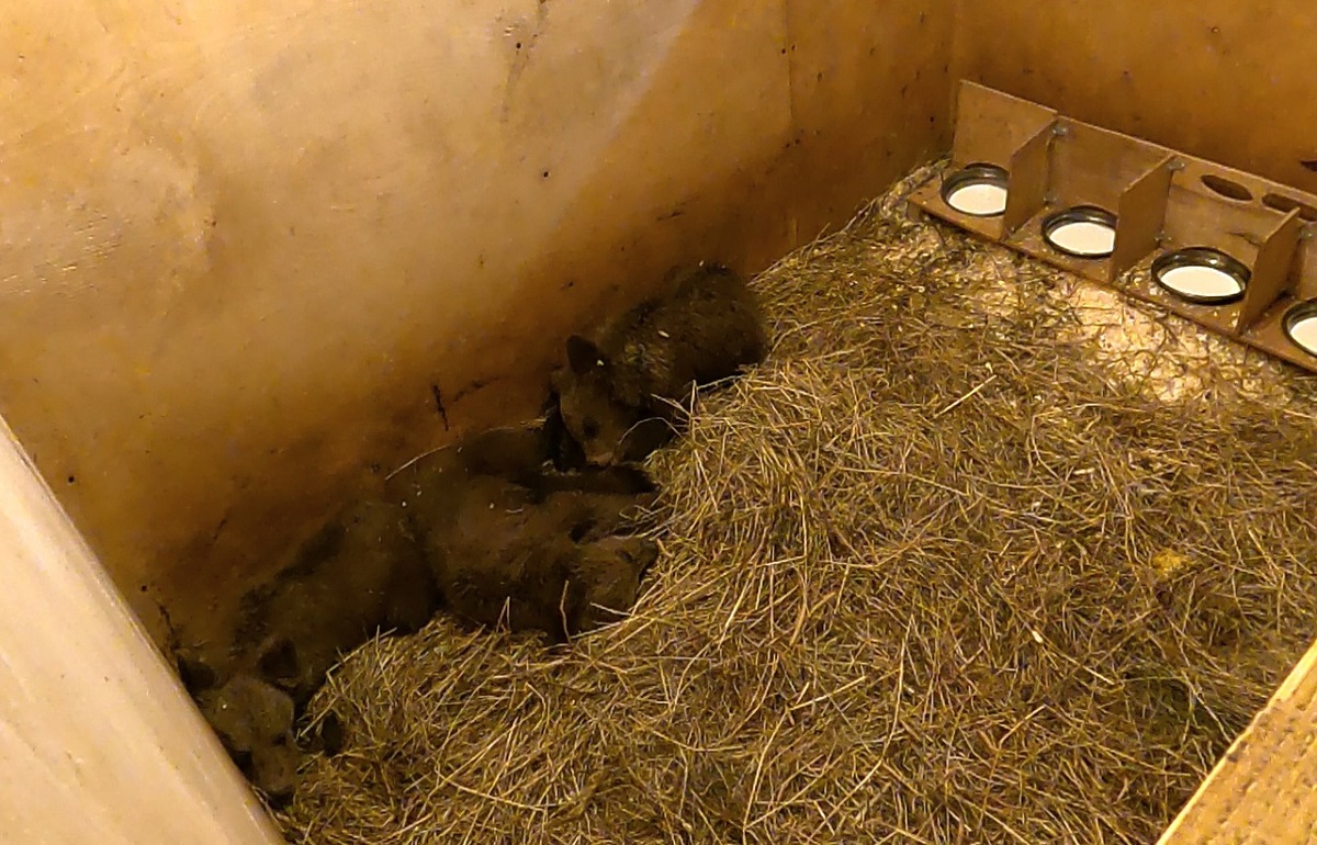 В Тверскую область привезли трех медвежат из Карелии - новости Афанасий