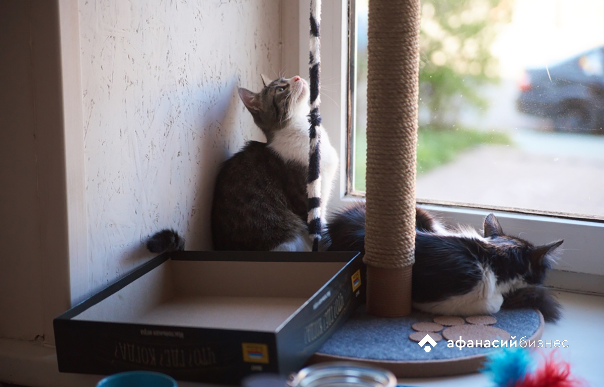 В Твери стартует проект зоозащиты по стерилизации бездомных кошек - новости Афанасий
