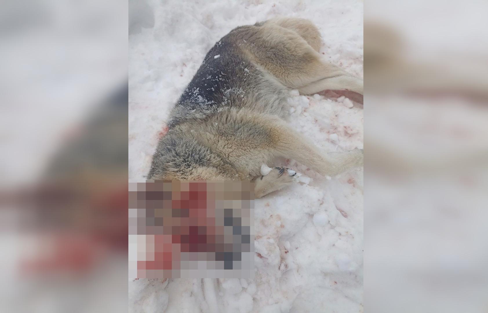 Под Андреаполем живодер убил и выколол глаза собаке Фото: Подслушано в Андреаполе