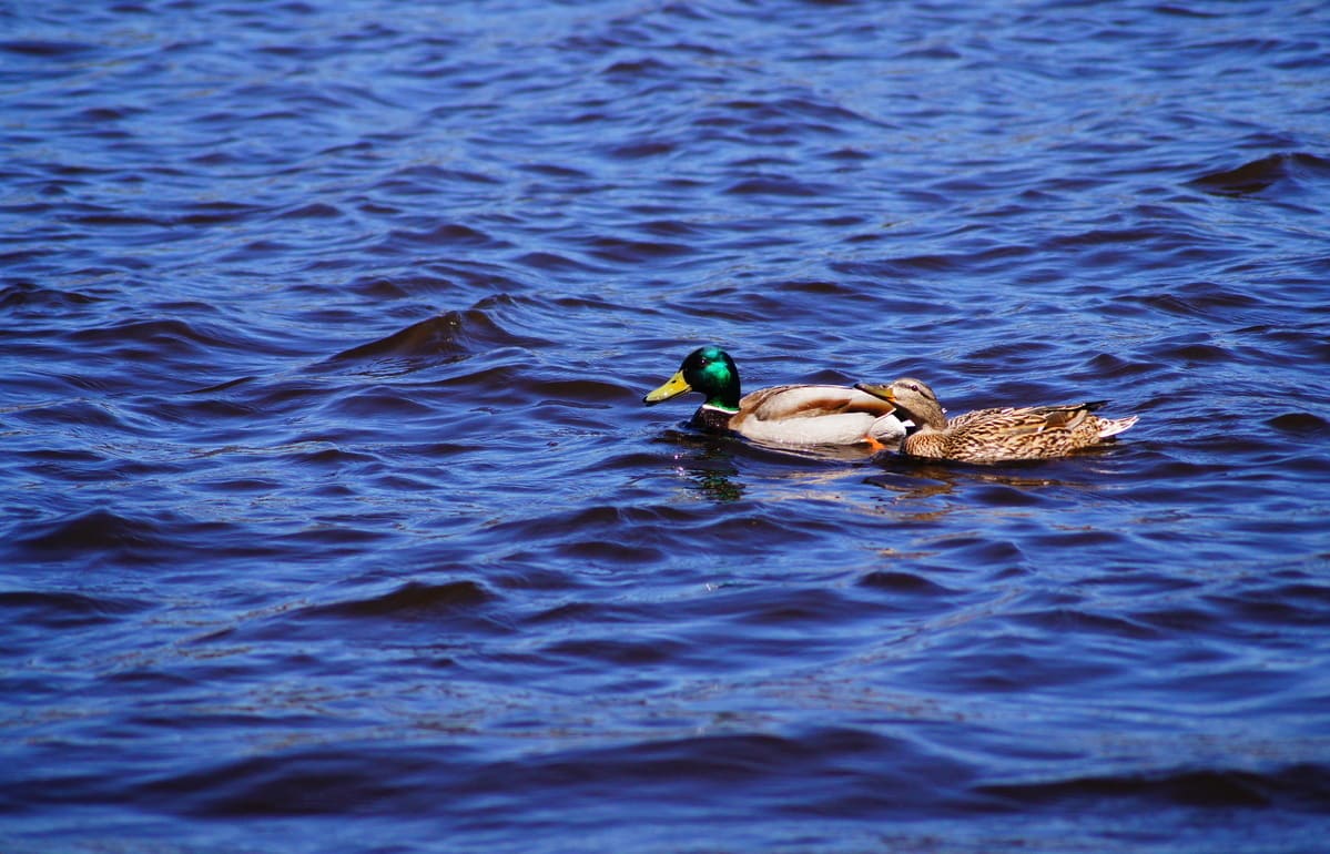 Погода в Твери сегодня с сильным дождем и туманом Фото: архив редакции