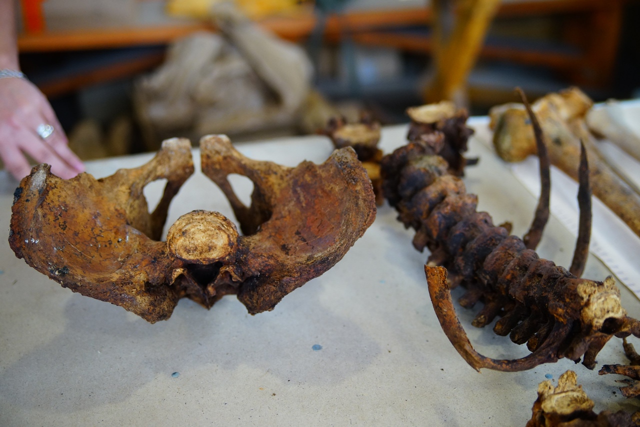 Средневековые тверитяне плохо питались и мучились с суставами Фото: Afanasy.biz