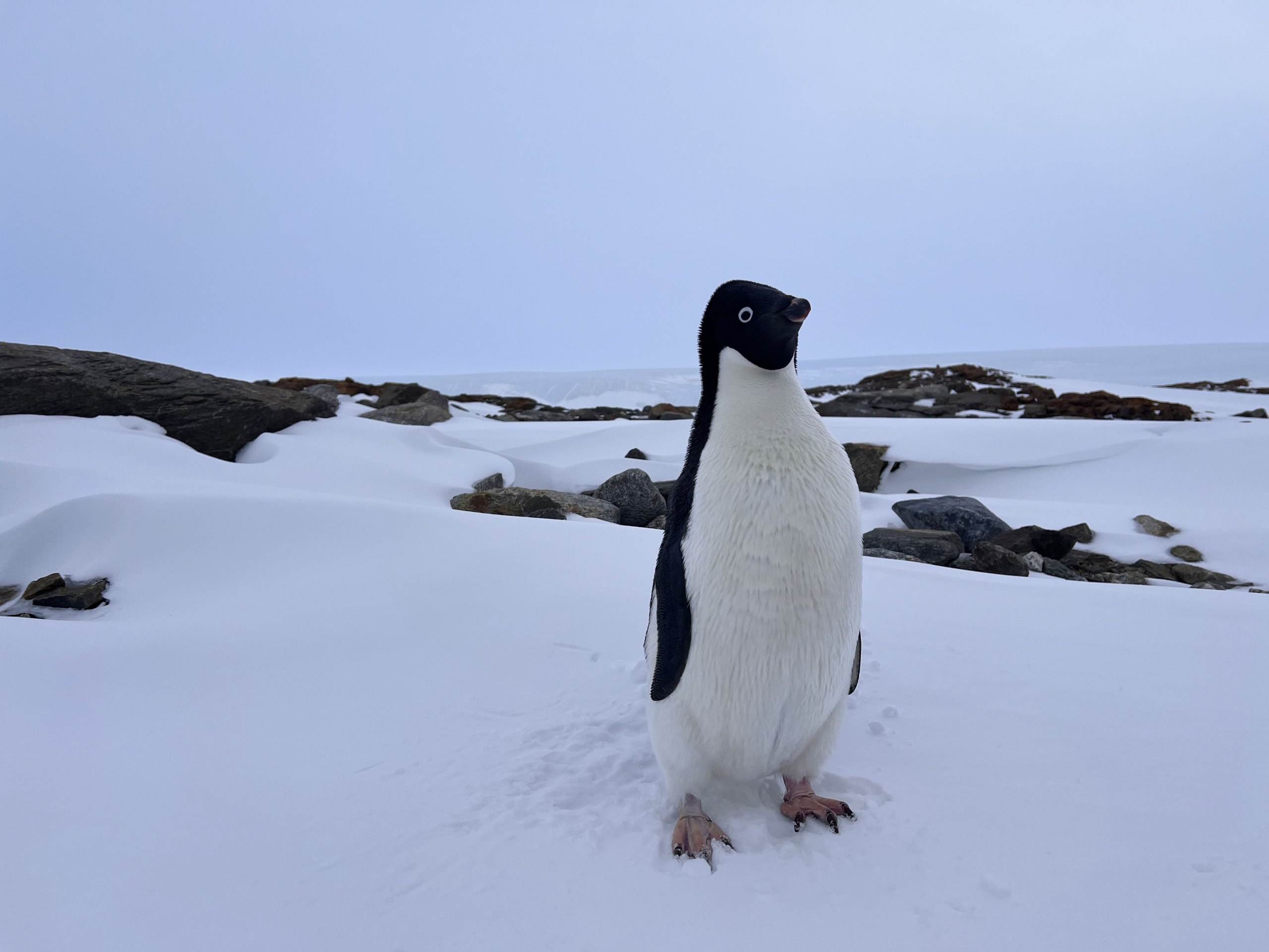 В важном логистическом центре Антарктиды появилась сотовая связь