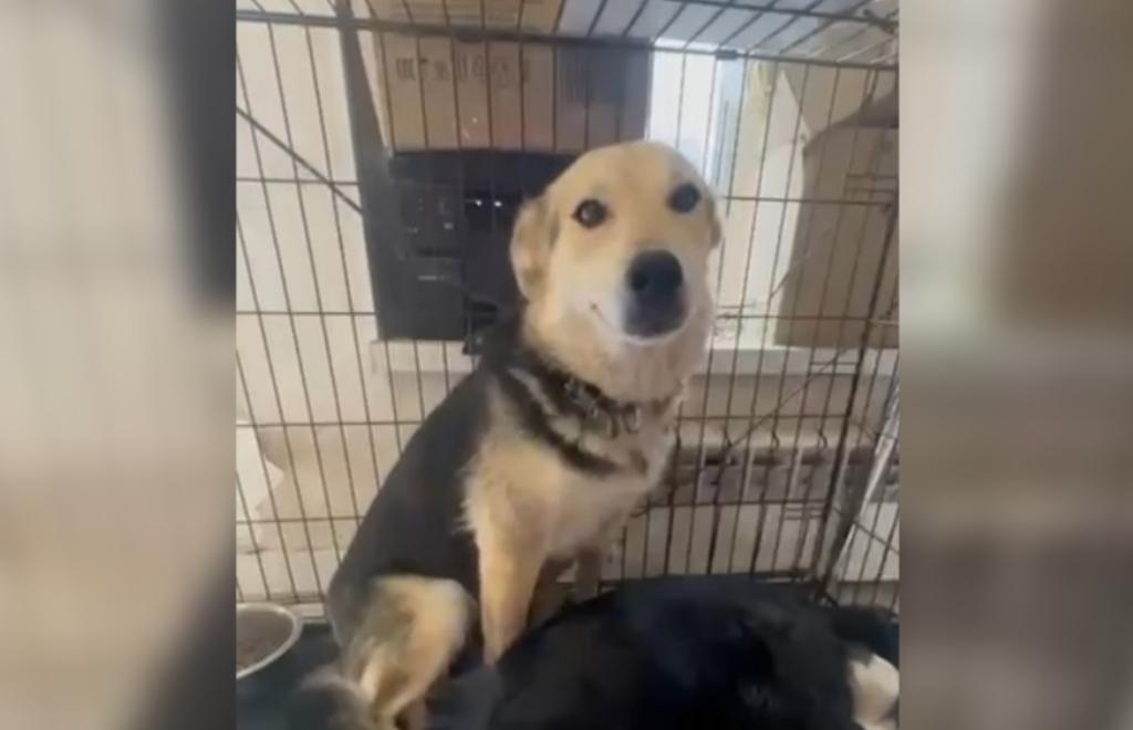 Для собаки, которую пробили стрелой арбалета в Нелидово, ищут дом - новости Афанасий