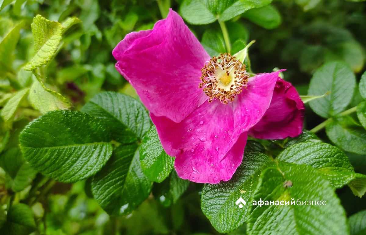 В Твери выпала четверть месячной нормы осадков