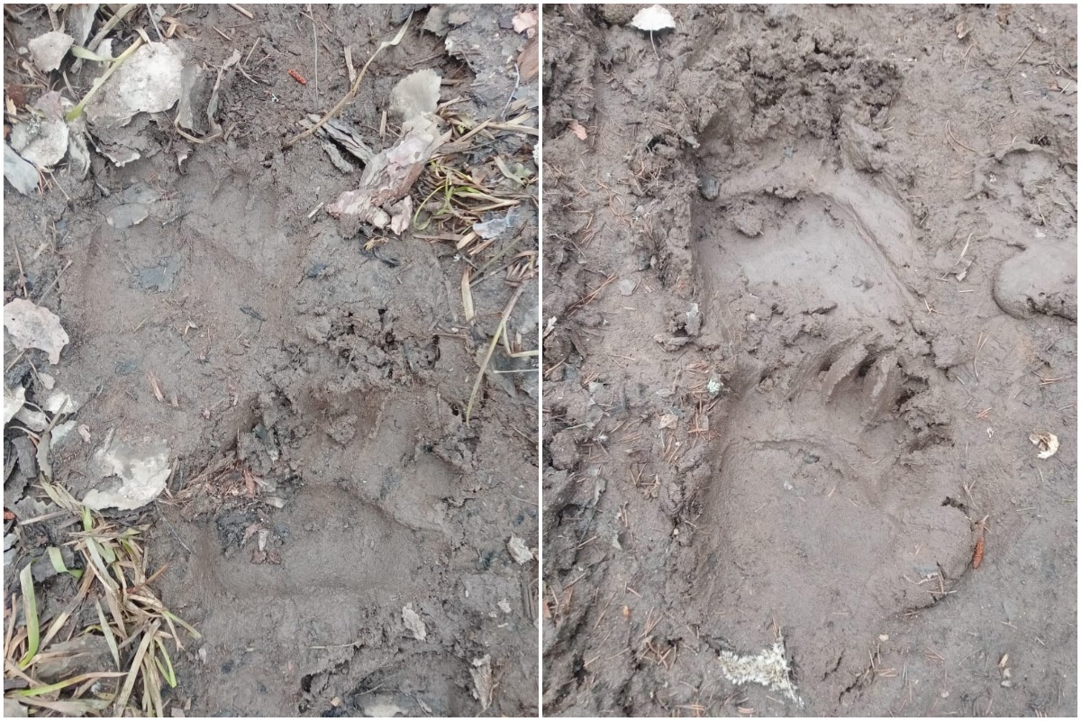 Жителям Тверской области грозит нашествие голодных медведей и комаров Фото из Бежецкого района Тверской области