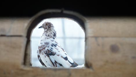 Любовь и голуби. Житель Тверской области около 40 лет разводит голубей редких пород / фоторепортаж 