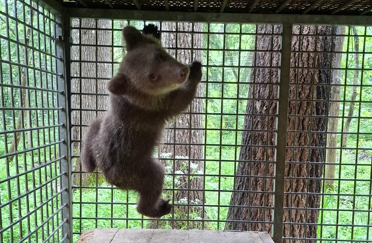В Тверскую область доставили еще одного медвежонка  
