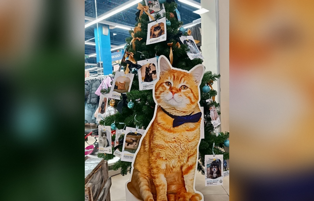 В Твери появилась ёлка с открытками-пожеланиями бездомных животных - новости Афанасий