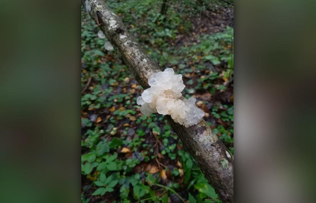 В Тверской области нашли гриб, дрожащий как студень - новости Афанасий