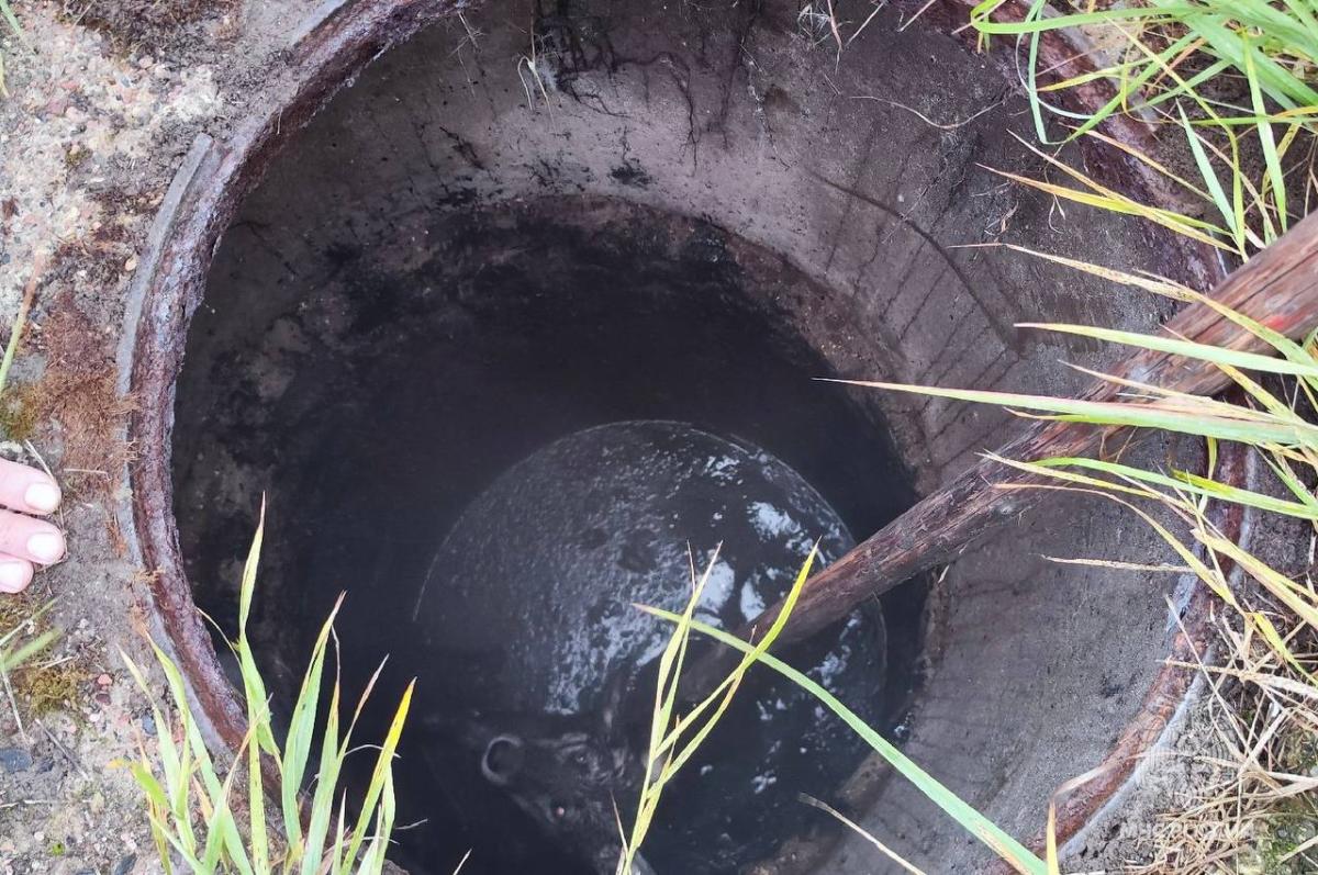 Из коллектора в Весьегонске спасатели достали собаку Фото: МЧС Тверской области