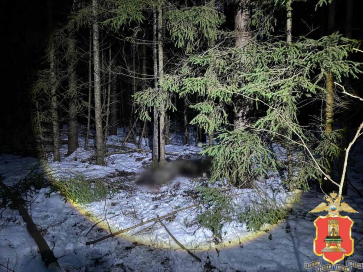 Под Максатихой браконьеры застрелили лося Фото: УМВД Тверской области