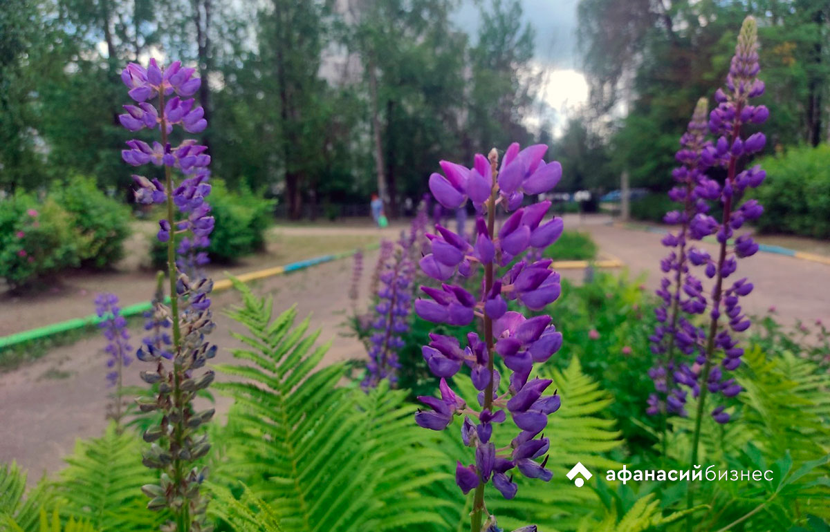 О сильном дожде предупреждает жителей Тверской области МЧС Фото: архив Afanasy.biz