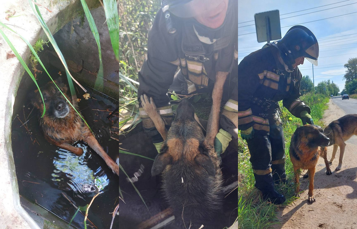 Спасатели МЧС в Кимрах достали из колодца тонувшую собаку - новости Афанасий