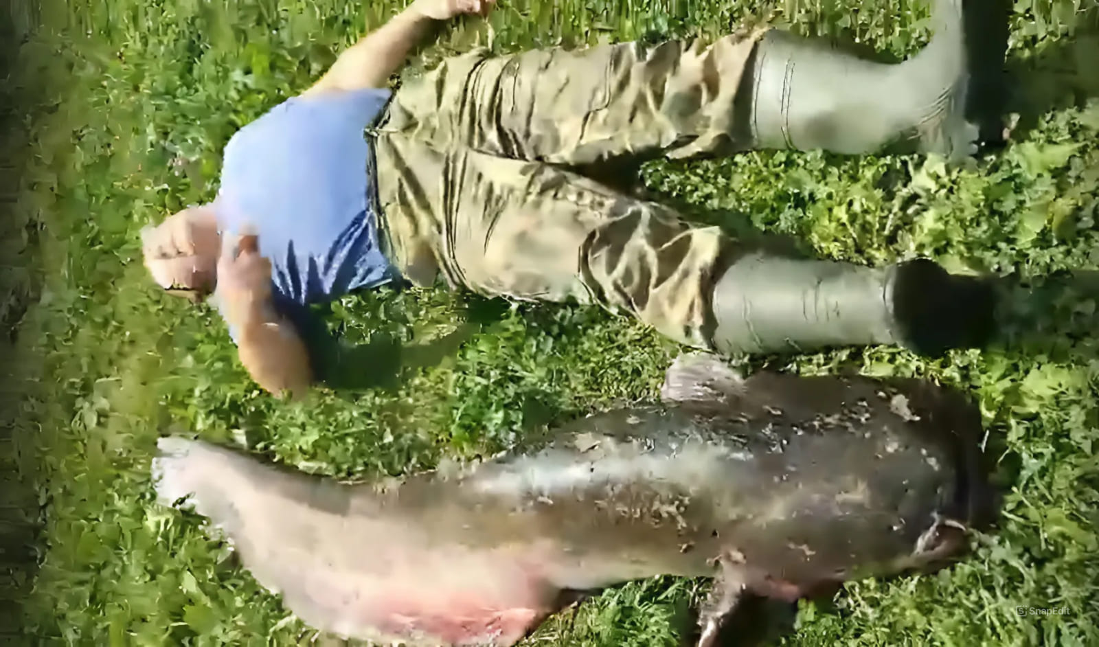 Огромный 32-килограммовый сом час таскал по Волге рыбака На главной: скрин видео