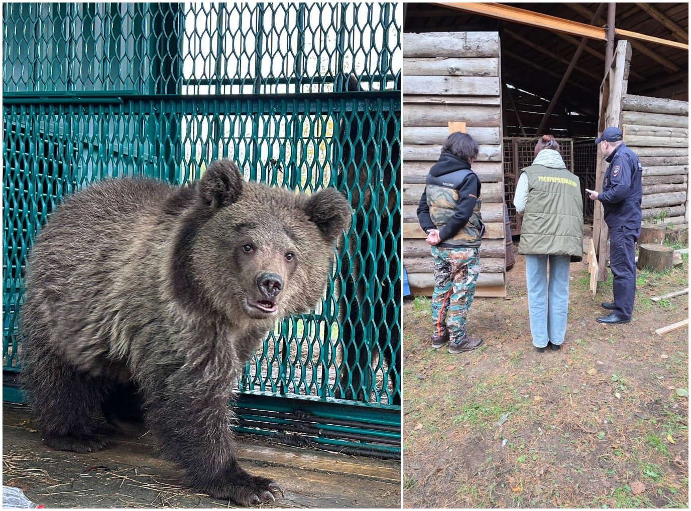 В Тверской области с притравочной станции спасены медведица и медвежонок